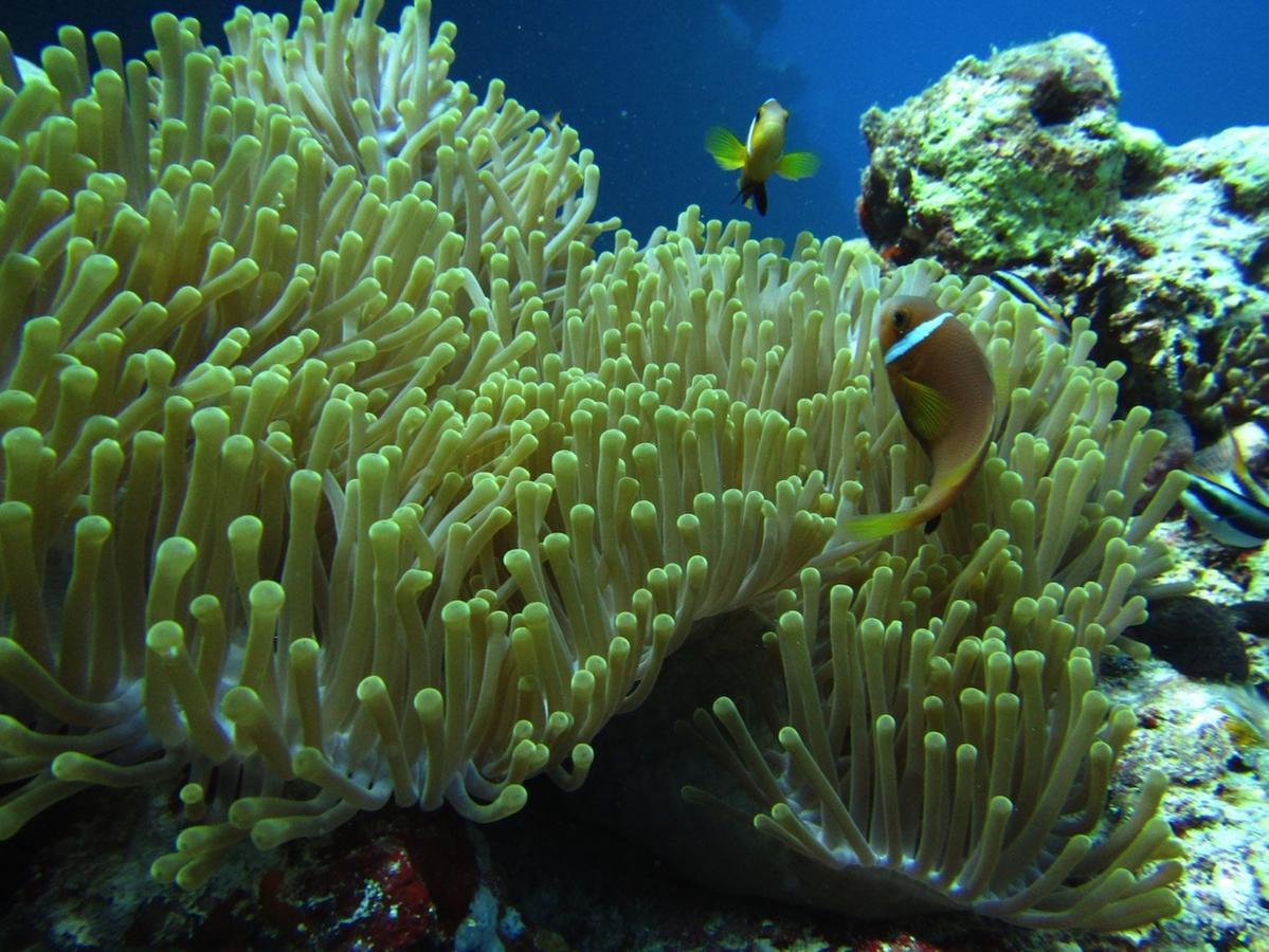 Ypsylon Resort Ostkueste Nilaveli Luaran gambar