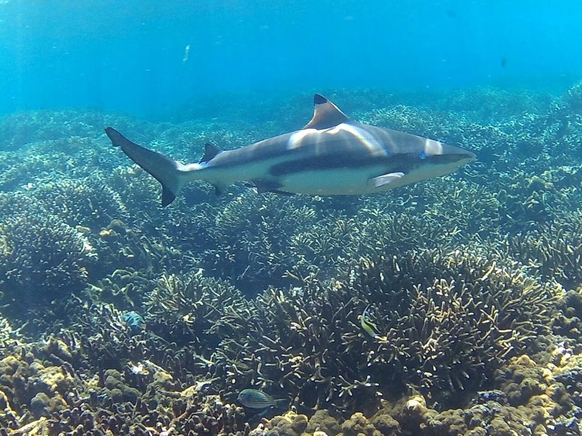 Ypsylon Resort Ostkueste Nilaveli Luaran gambar