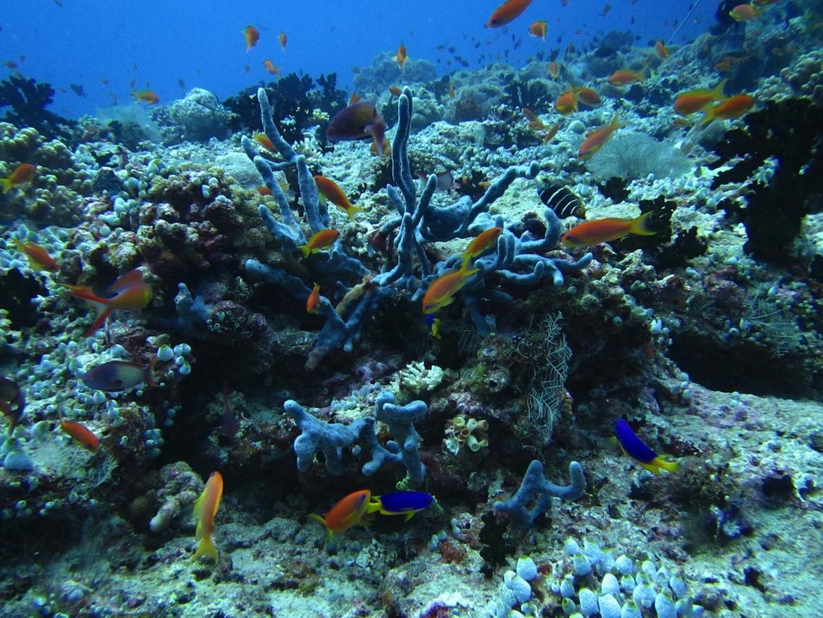 Ypsylon Resort Ostkueste Nilaveli Luaran gambar