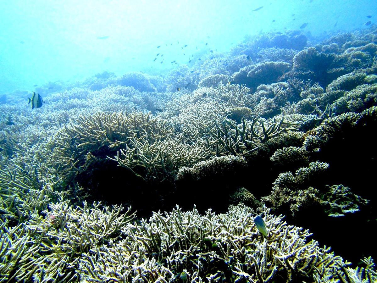 Ypsylon Resort Ostkueste Nilaveli Luaran gambar